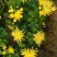 金丝皇菊