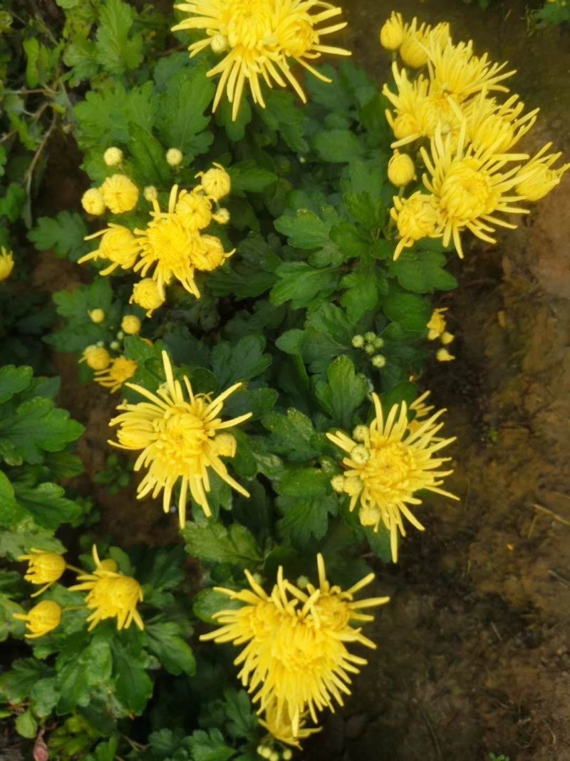 金丝皇菊