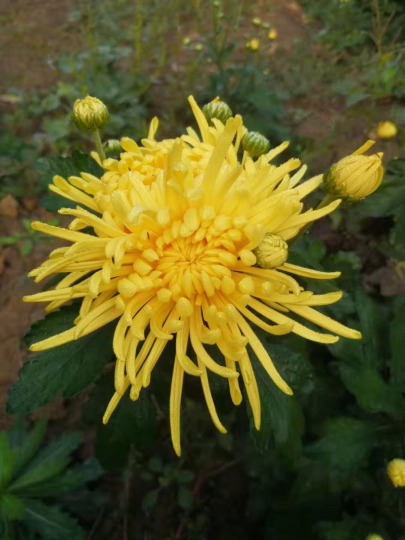 金丝皇菊