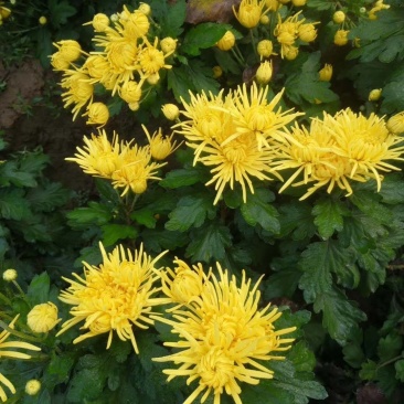 金丝皇菊