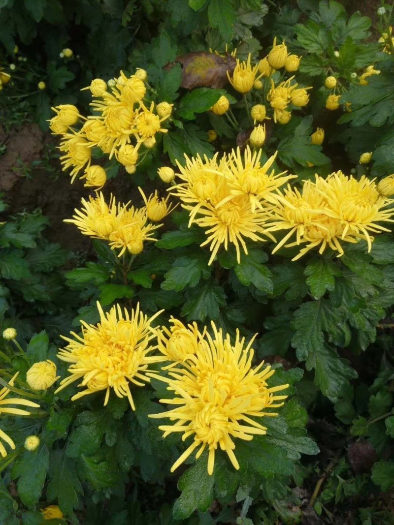 金丝皇菊