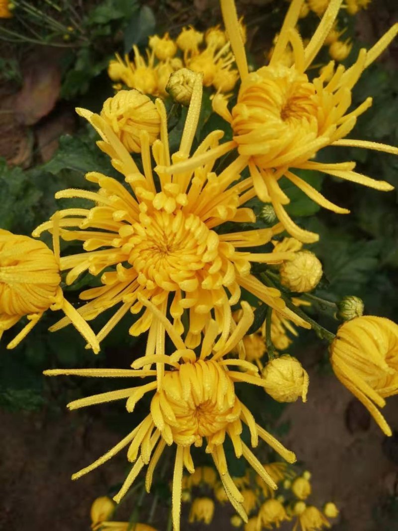 金丝皇菊