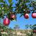 甘肃省灵台县的红富士苹果，产自黄土高原优生区的苹果因其独
