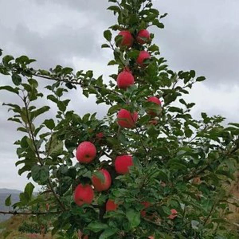 甘肃省灵台县的红富士苹果，产自黄土高原优生区的苹果因其独