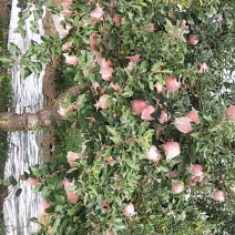 苹果