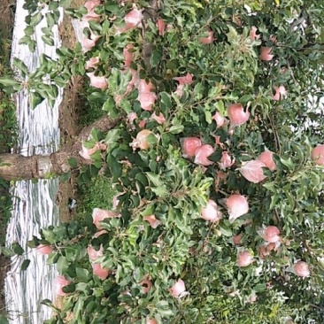 苹果