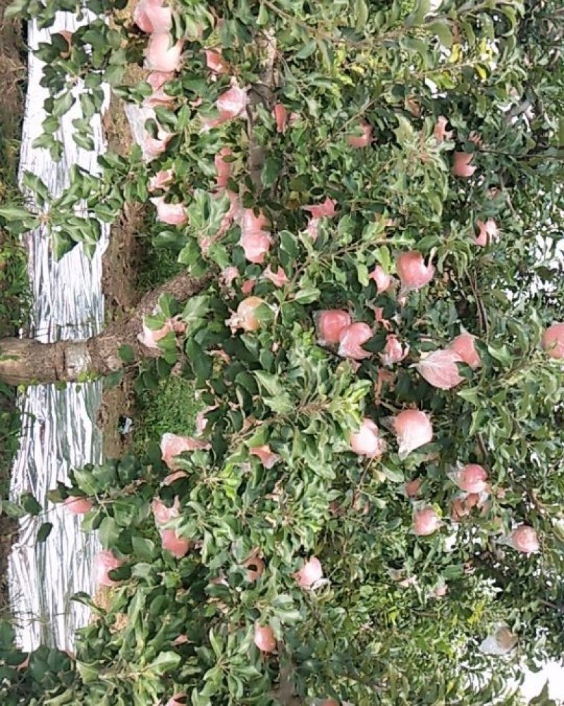 苹果