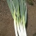 山西省文水县精品优质大葱20cm以上毛葱2cm左右