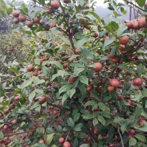 野生山茶果