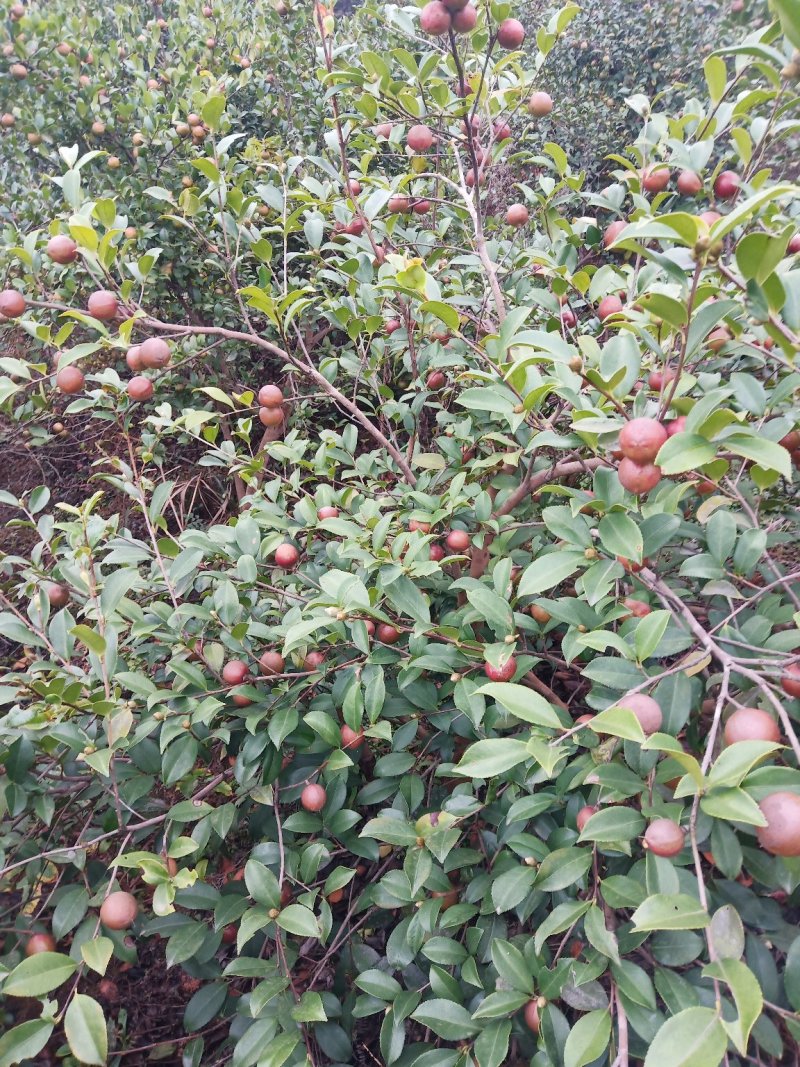 野生山茶果