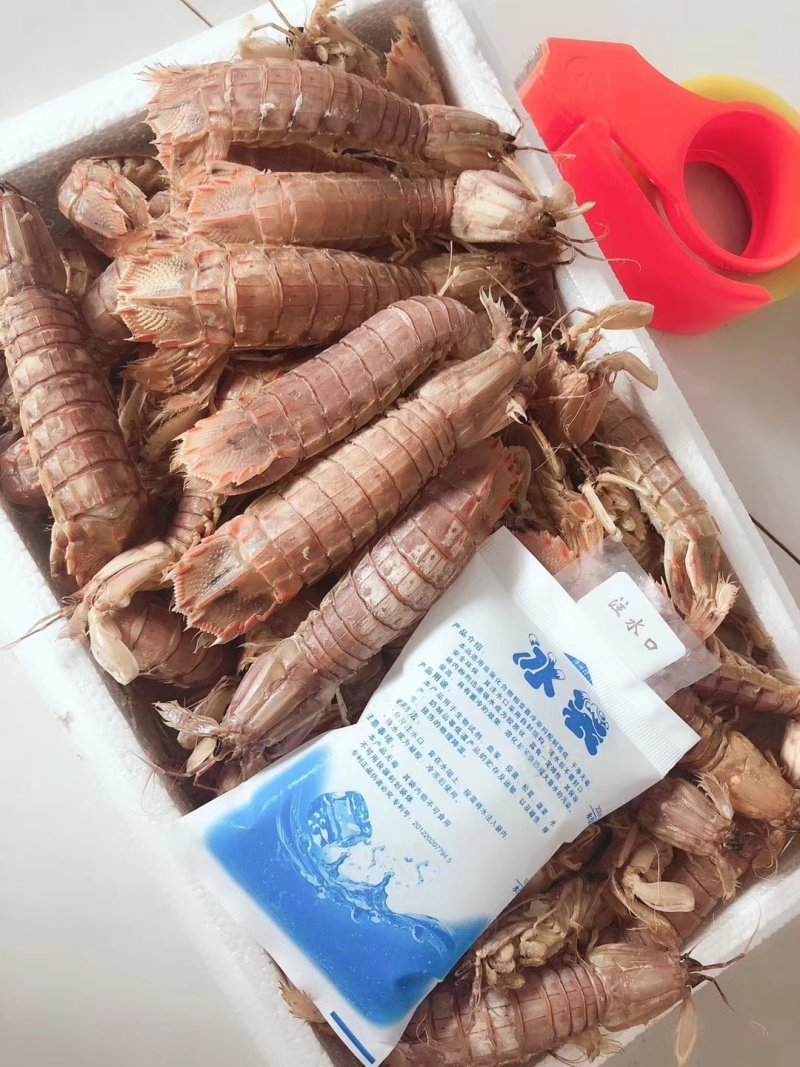 琵琶虾
