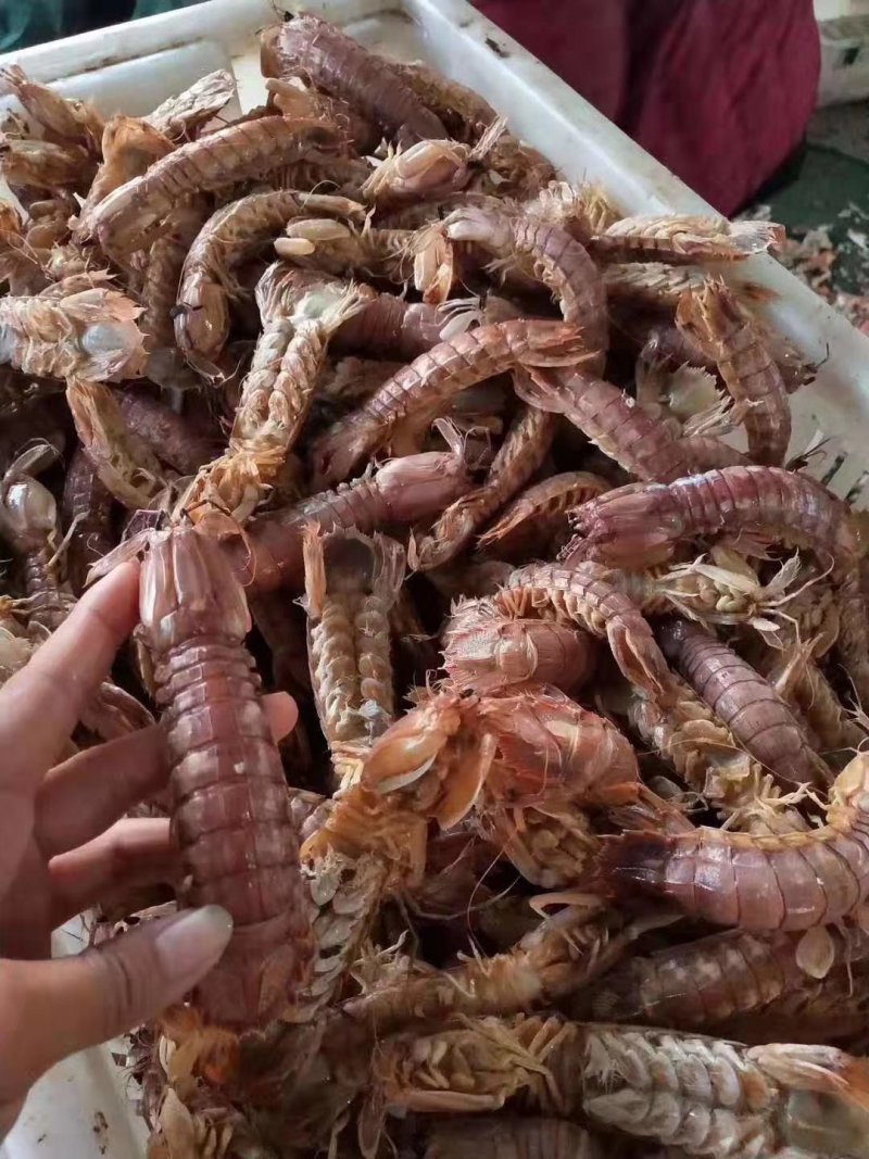 琵琶虾