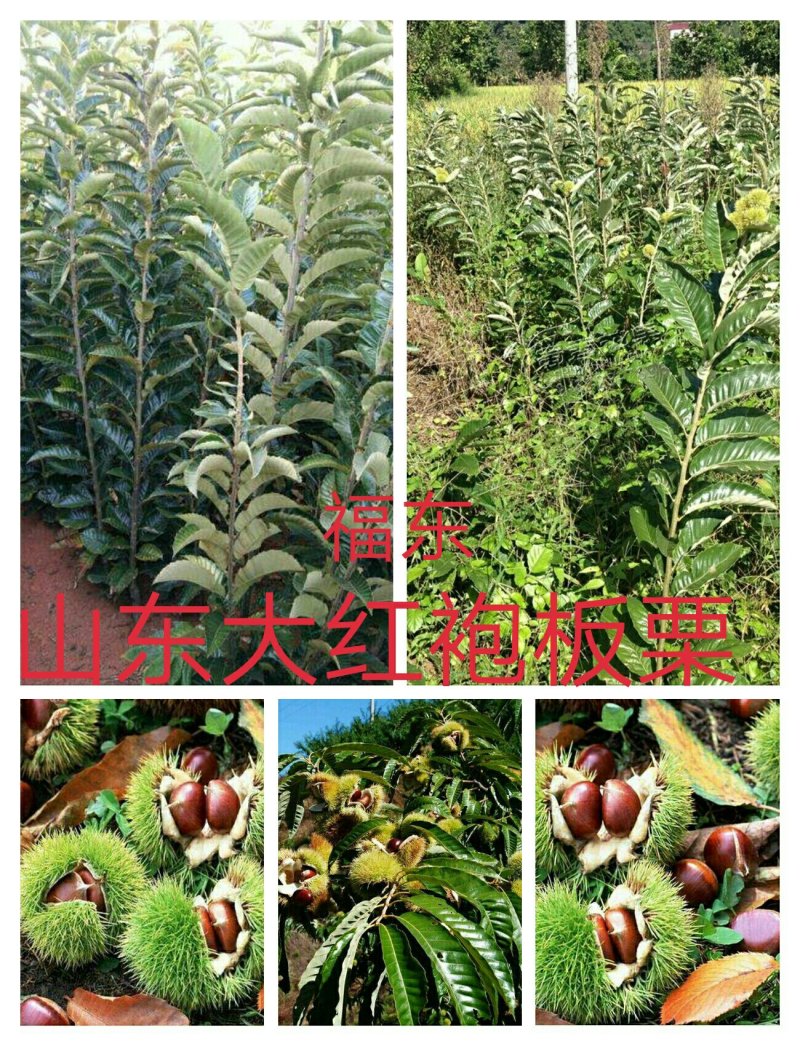 山东特产沂蒙山大红袍板栗苗