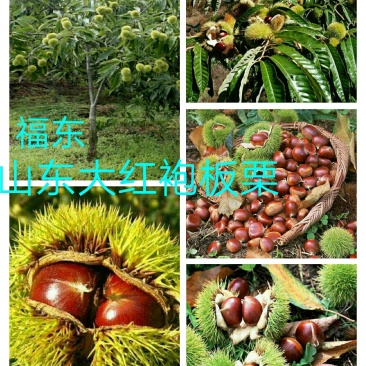 山东特产沂蒙山大红袍板栗苗