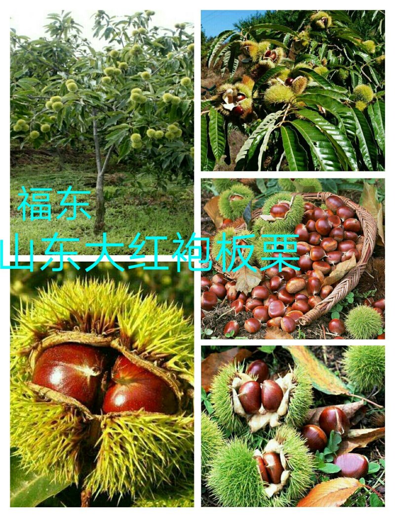 山东特产沂蒙山大红袍板栗苗