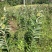 山东特产沂蒙山大红袍板栗苗