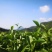 茶叶自家茶山有接受定制自带工艺