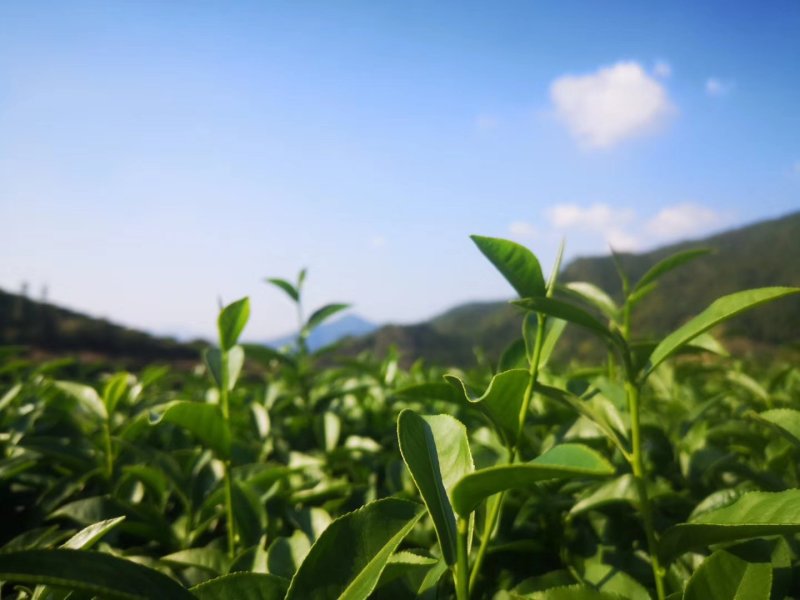 茶叶自家茶山有接受定制自带工艺