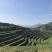 茶叶自家茶山有接受定制自带工艺
