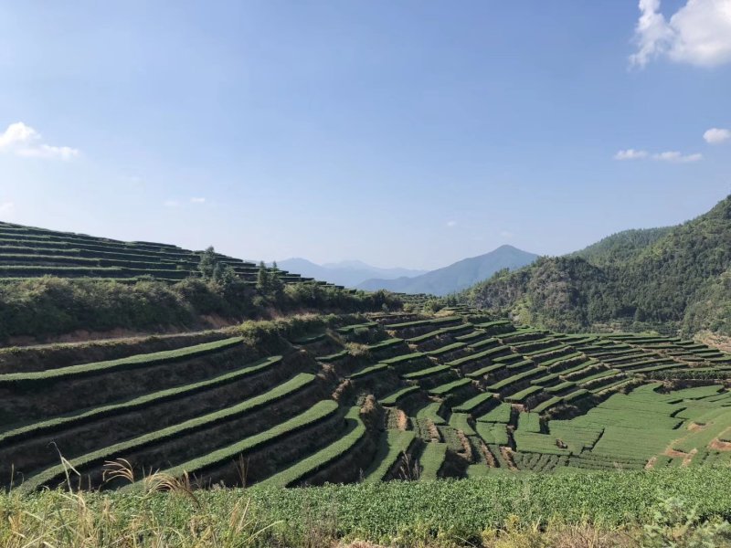 茶叶自家茶山有接受定制自带工艺