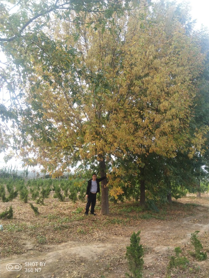 25白蜡精品老白腊而且量大