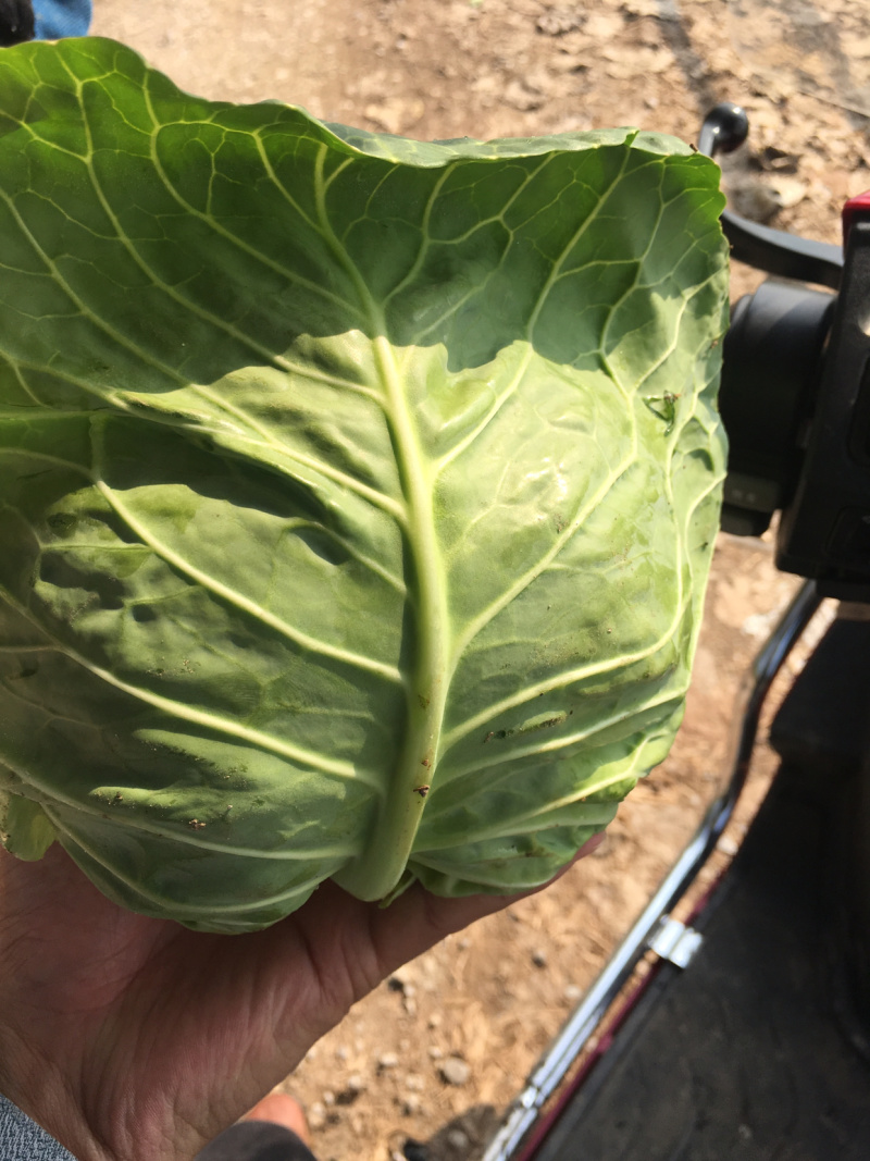 湖北甘蓝大量上市，货源充足，质量**，价格美丽