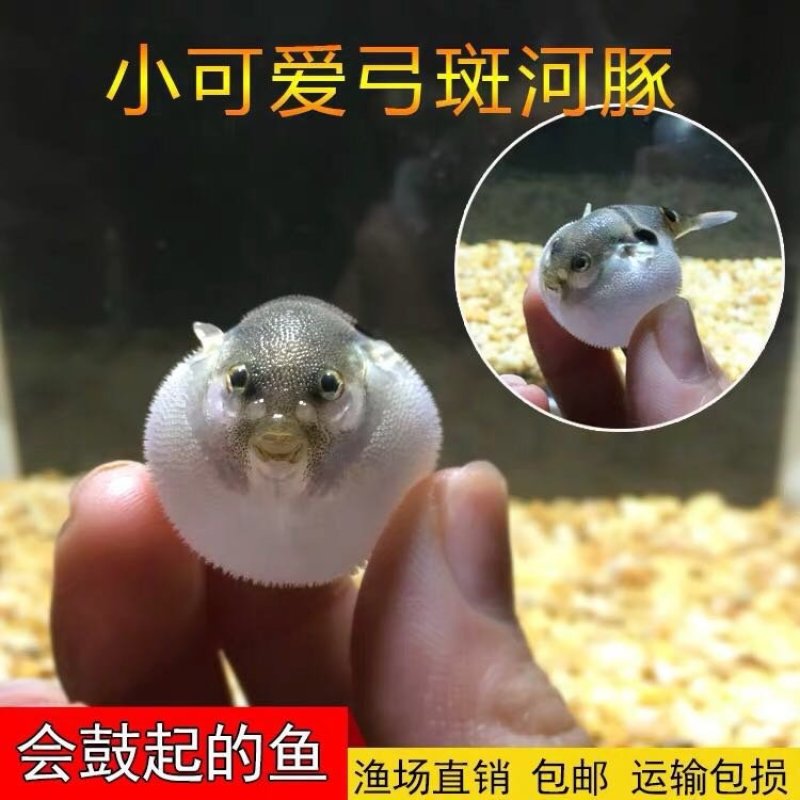 冷水鱼河豚潜水艇观赏鱼气泡鱼会生气的,需要养气的鱼