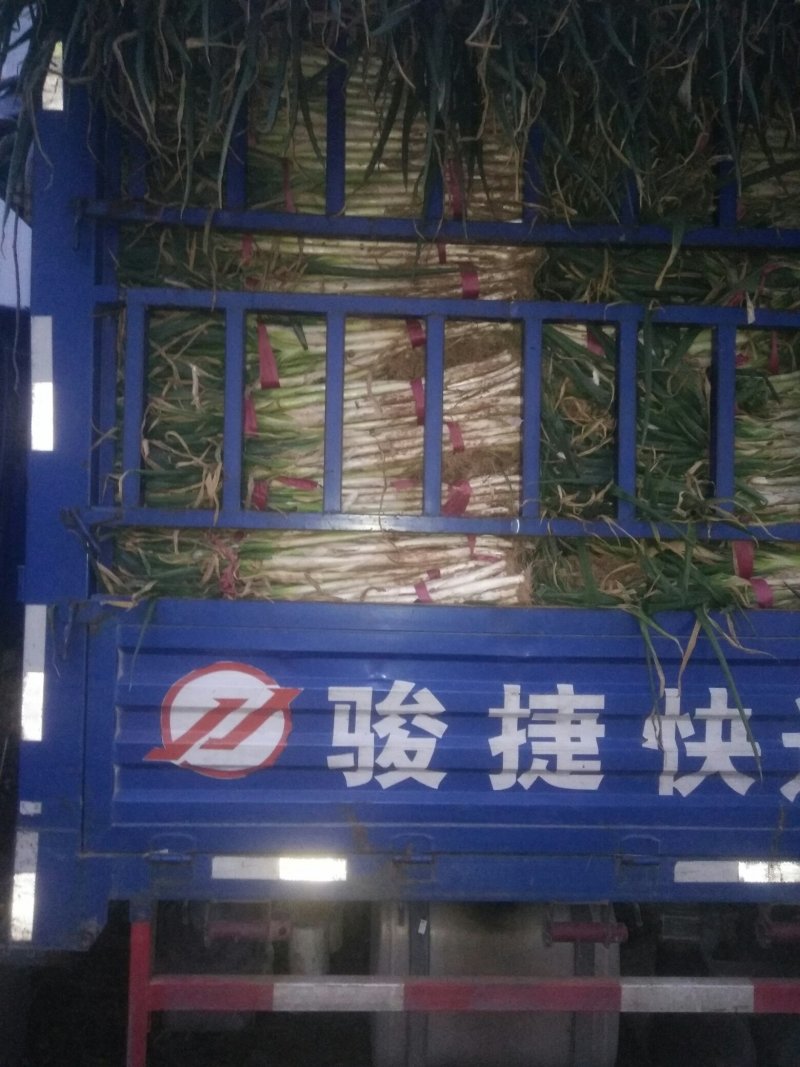 葱