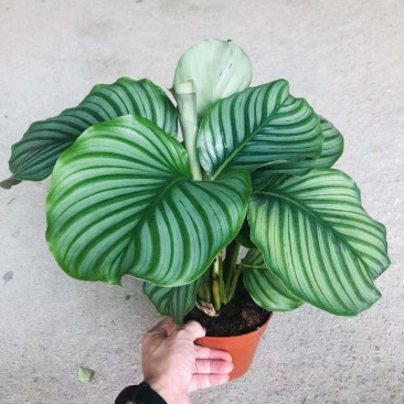 青苹果竹芋盆栽