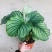 青苹果竹芋盆栽