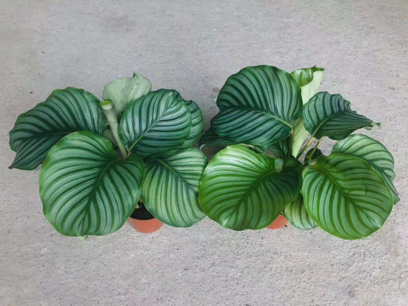 青苹果竹芋盆栽