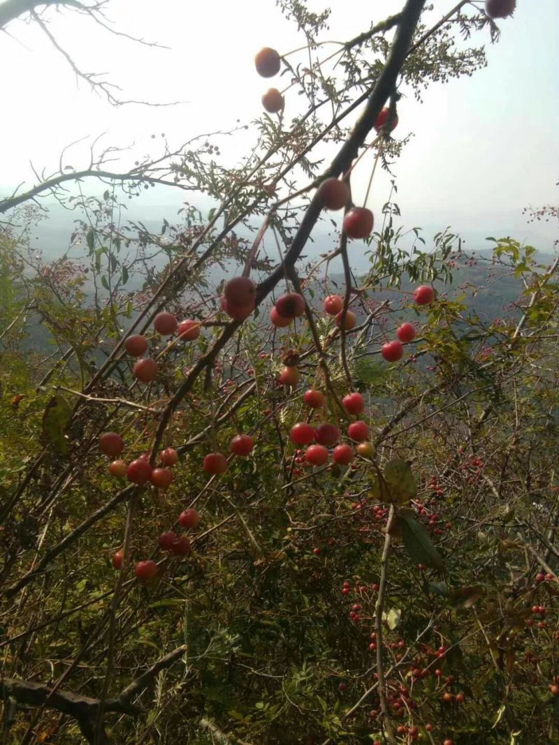 山荆子