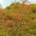 山荆子
