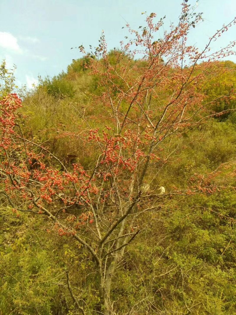 山荆子