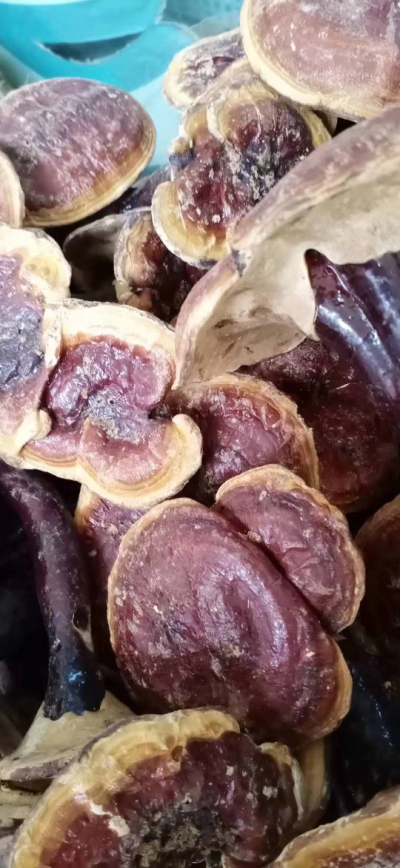 精品灵芝优质灵芝一手货源诚信经营欢迎采购