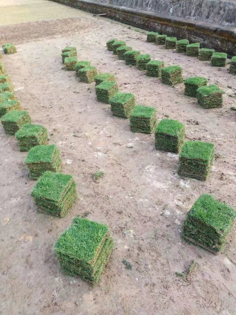 台湾草