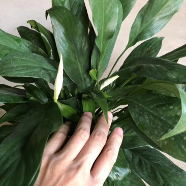 100美酒白掌，3个花