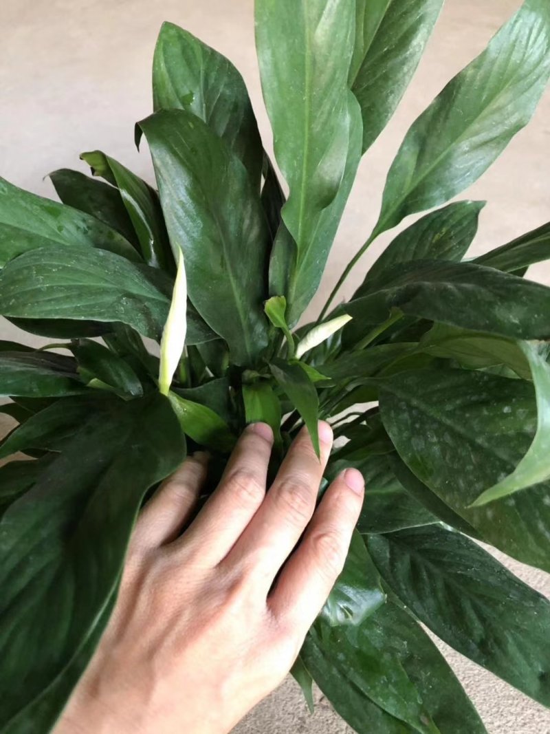 100美酒白掌，3个花