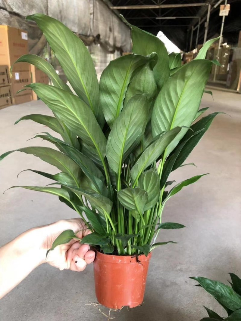 100美酒白掌，3个花