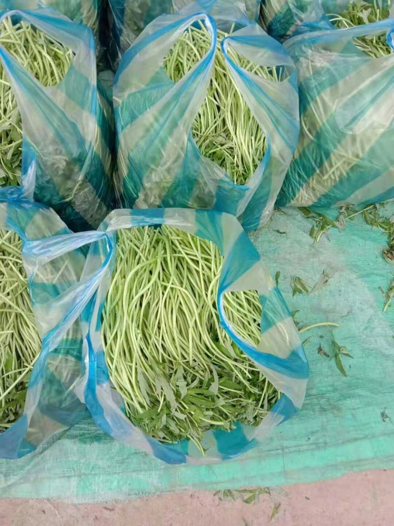 芦蒿绿色无公害产地直供全国各地