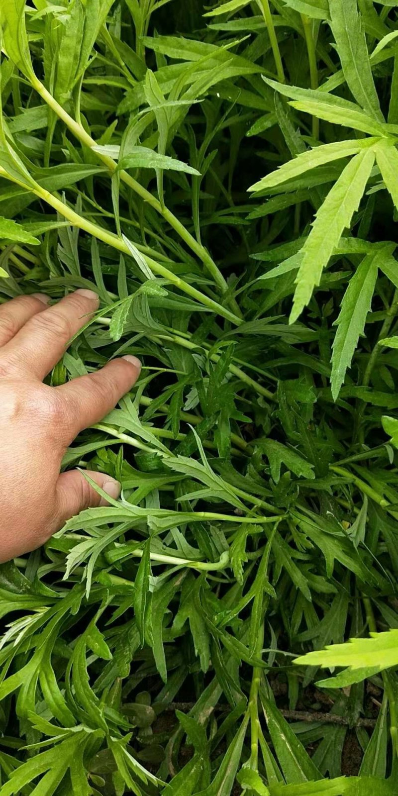 芦蒿绿色无公害产地直供全国各地