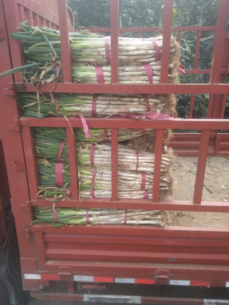 长白大葱
