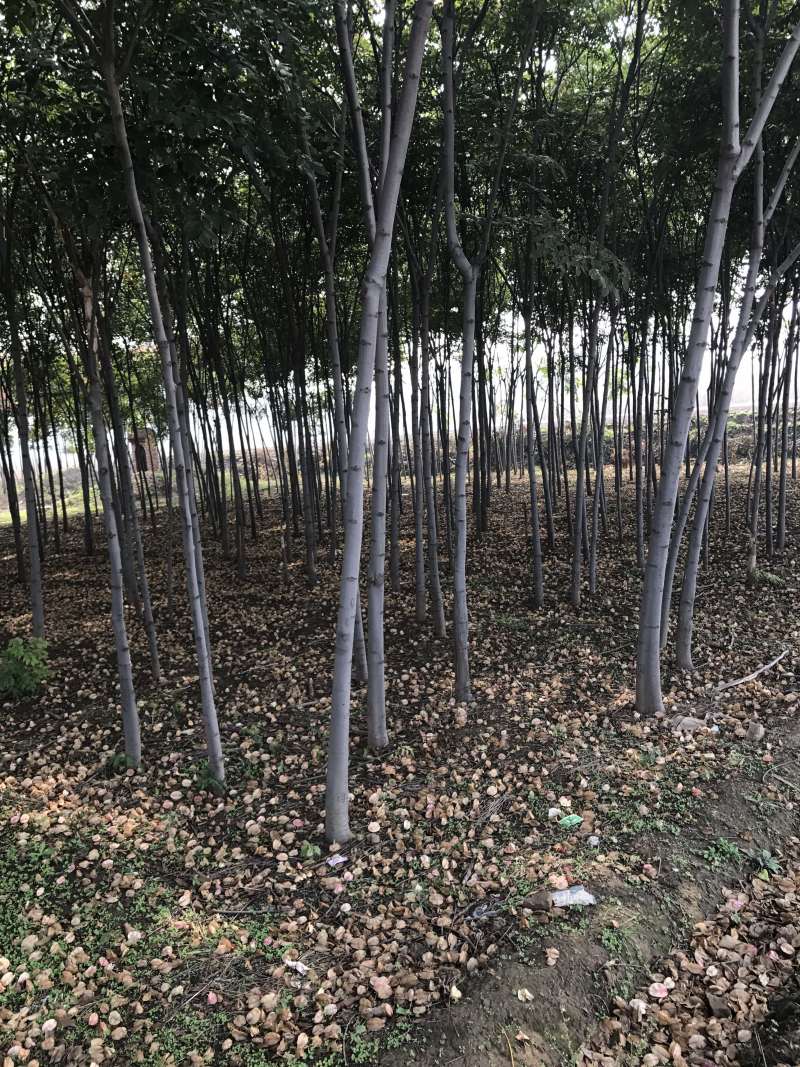 栾树500棵处理