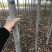 栾树500棵处理