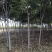 栾树500棵处理