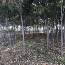 栾树500棵处理