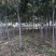 栾树500棵处理