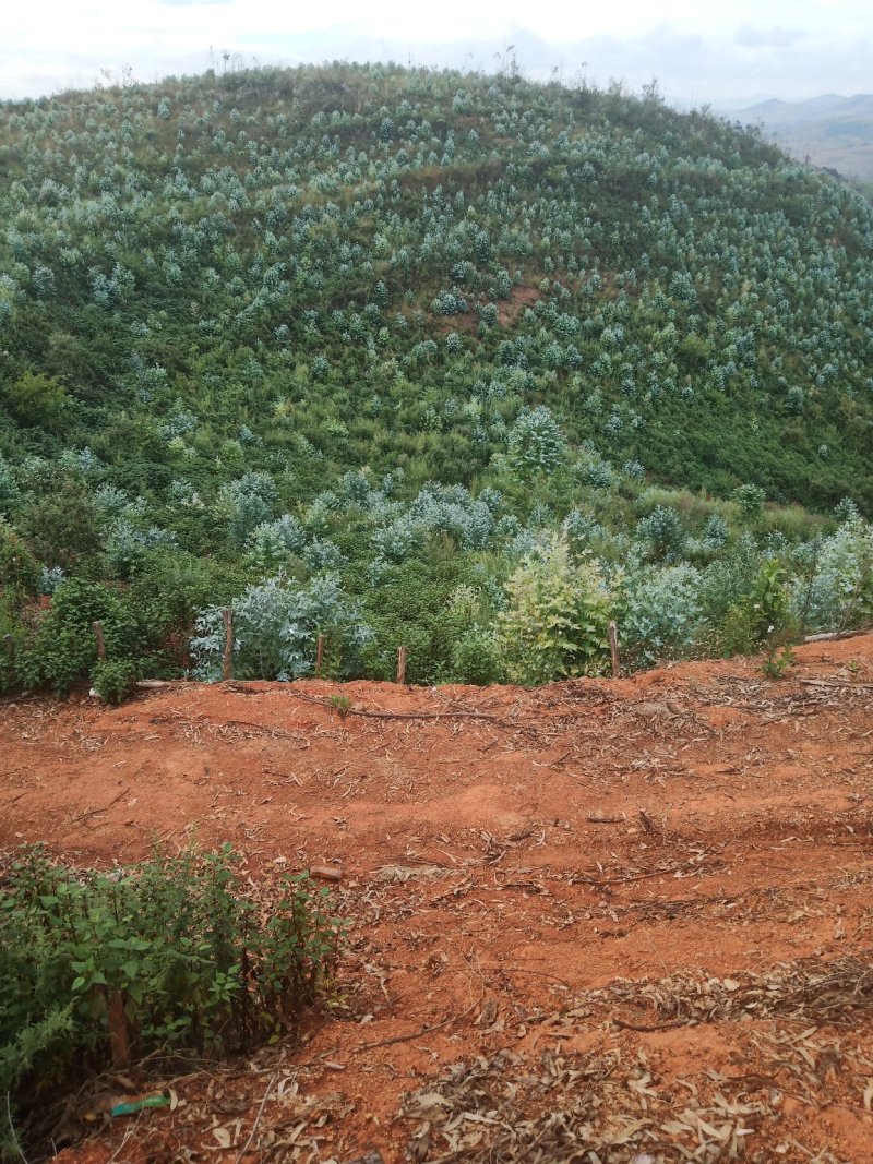 山地