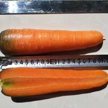 甘肃省天水市种植专业合作社胡萝卜种子产地直销