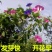 羽叶茑萝花种子庭院爬藤植物五角星花盆栽阳台四季易种活开花